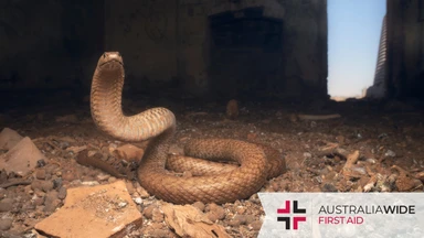 A Western Brown Snake with its head raised in a defensive position